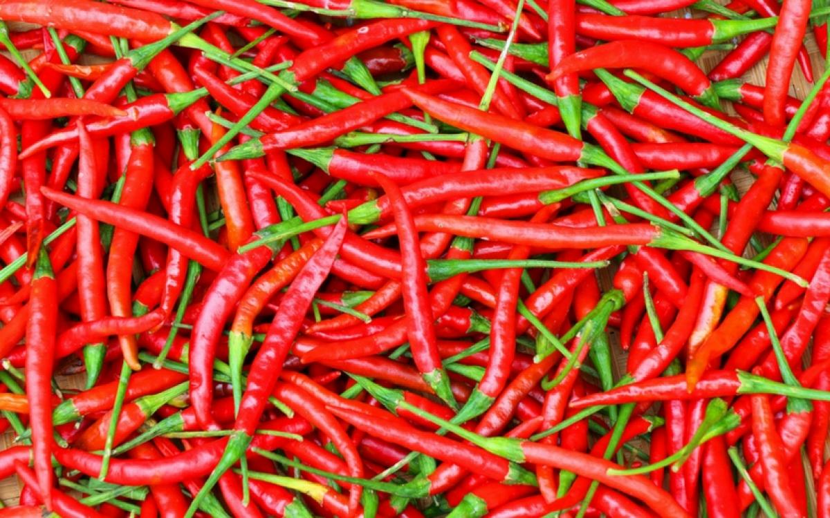 Chillies Chilli farming